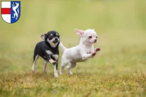 Mehr über den Artikel erfahren Chihuahua Züchter und Welpen in St. Pölten