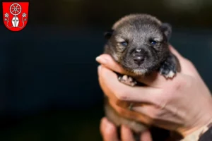 Mehr über den Artikel erfahren Chihuahua Züchter und Welpen in Tauberbischofsheim