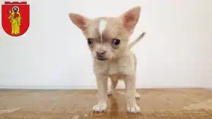 Mehr über den Artikel erfahren Chihuahua Züchter und Welpen in Trier