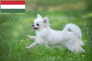 Mehr über den Artikel erfahren Chihuahua Züchter und Welpen in Ungarn