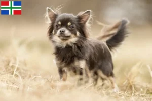 Mehr über den Artikel erfahren Chihuahua Züchter und Welpen in Groningen