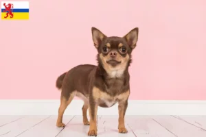 Mehr über den Artikel erfahren Chihuahua Züchter und Welpen in Limburg