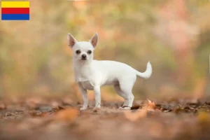 Mehr über den Artikel erfahren Chihuahua Züchter und Welpen in Nordholland