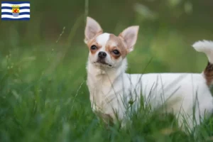 Mehr über den Artikel erfahren Chihuahua Züchter und Welpen in Zeeland